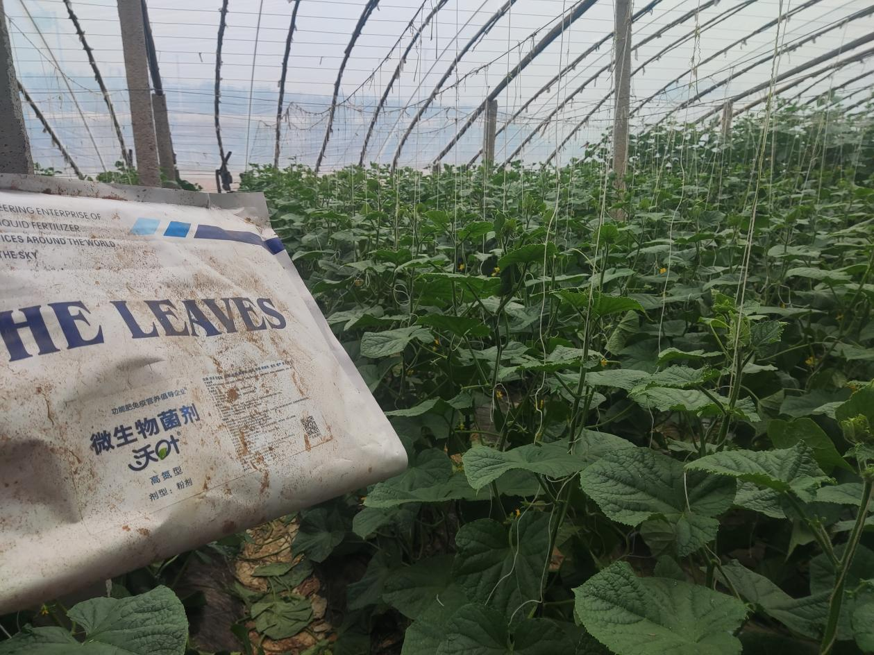 生根劑用處廣，你了解多少？