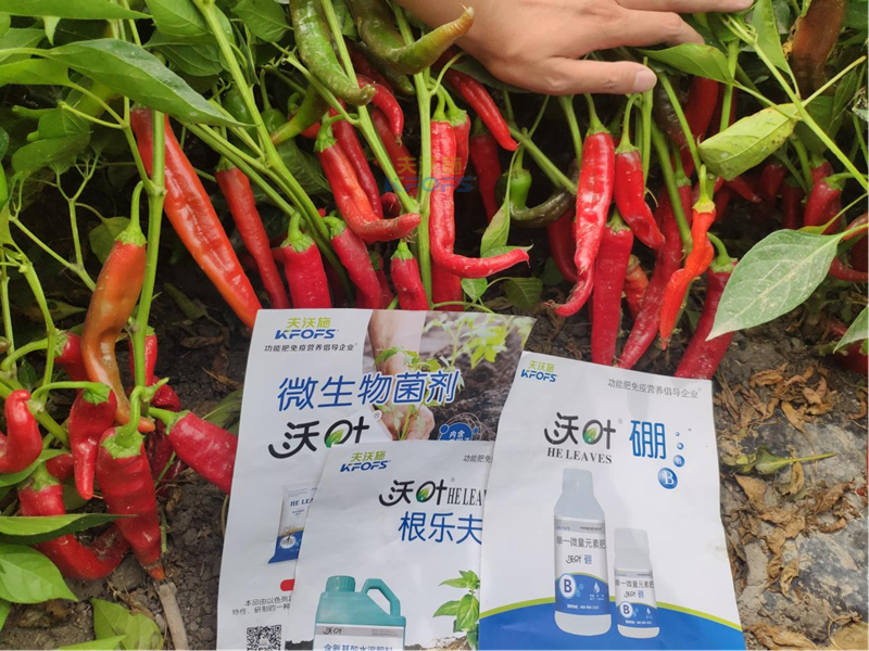 水溶肥怎么用效果好？