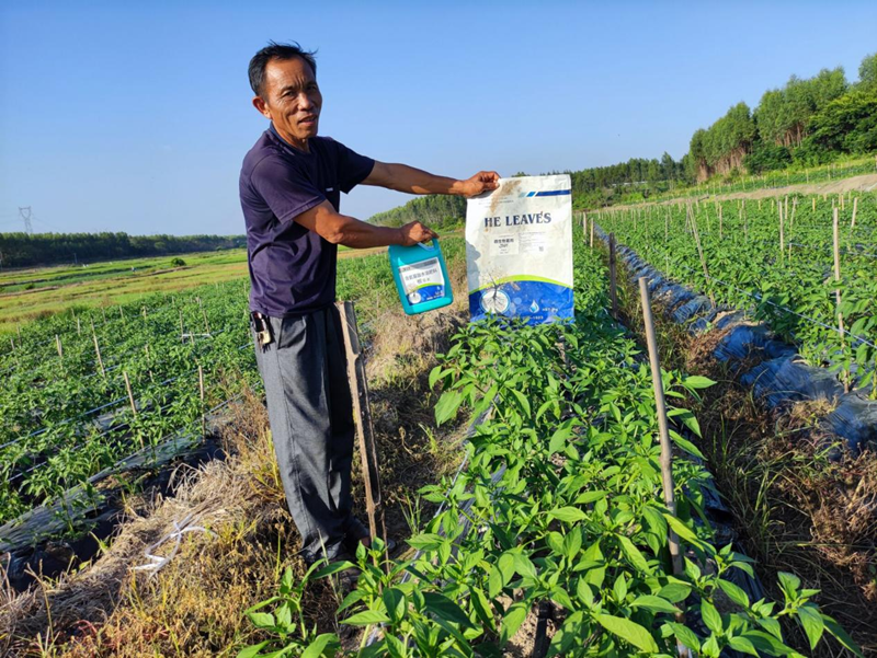 水溶肥怎么用效果好-沃葉根樂夫菌劑辣椒1.png
