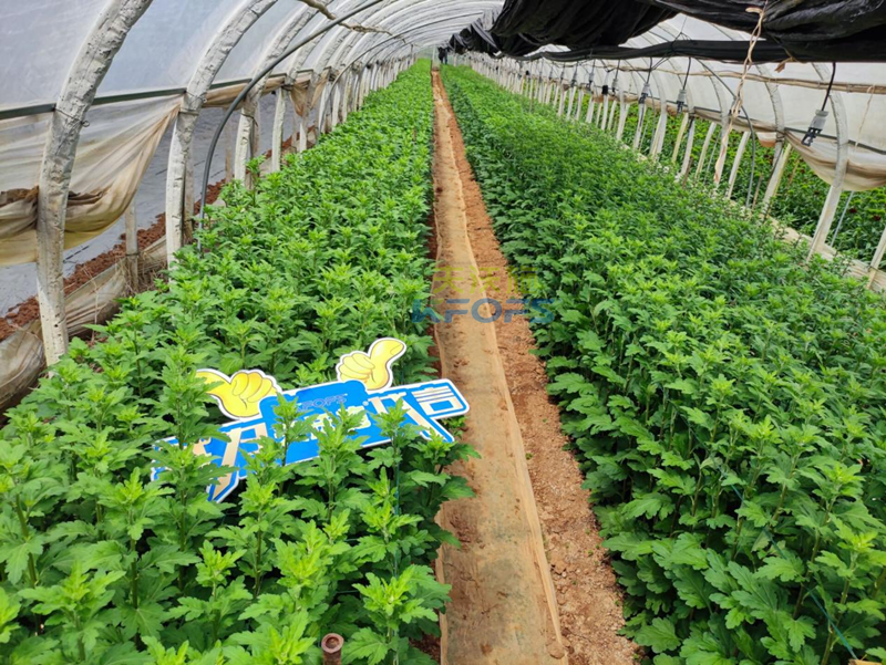 水溶肥還能用在花卉上？你還不知道吧？