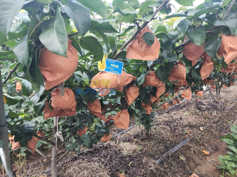 果實膨大肥用什么肥好？秋月梨為例