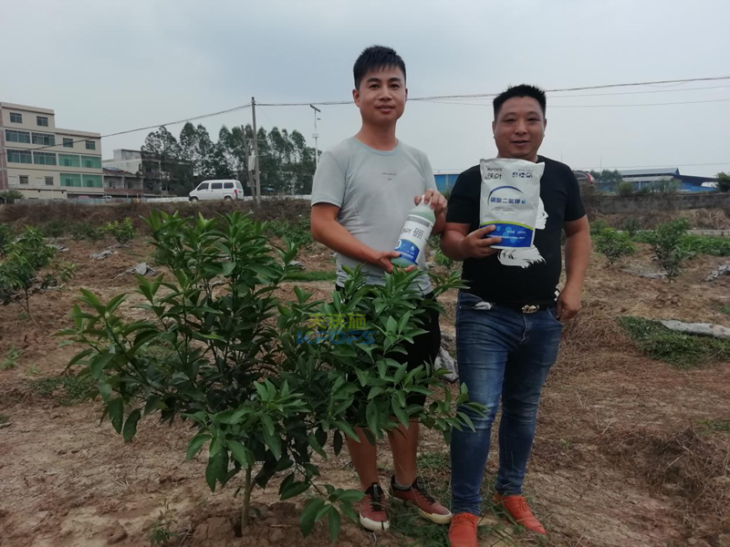柑橘小樹苗用什么肥好？各節(jié)點用肥技術
