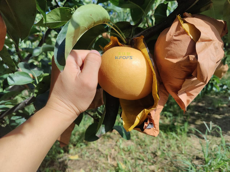 秋月梨用什么水溶肥？李大叔推薦采法特