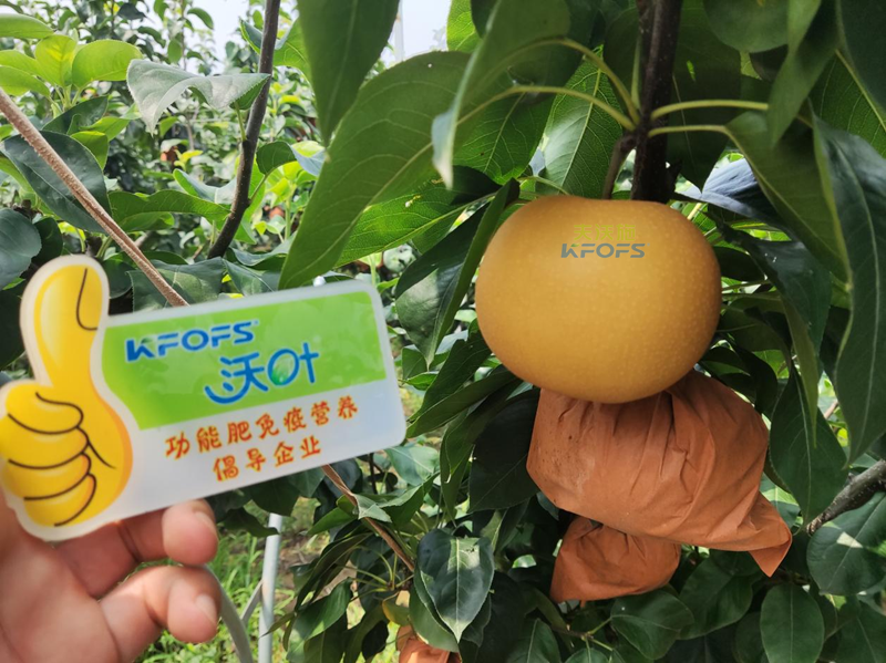 水溶肥怎么選？李總來幫你支招