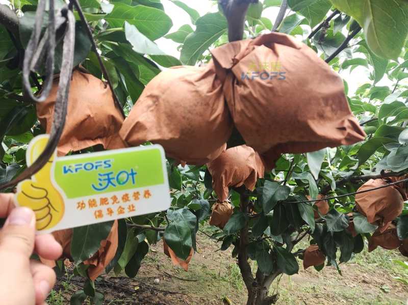 梨樹(shù)用什么肥料產(chǎn)量高-沃葉水溶肥1_副本.png