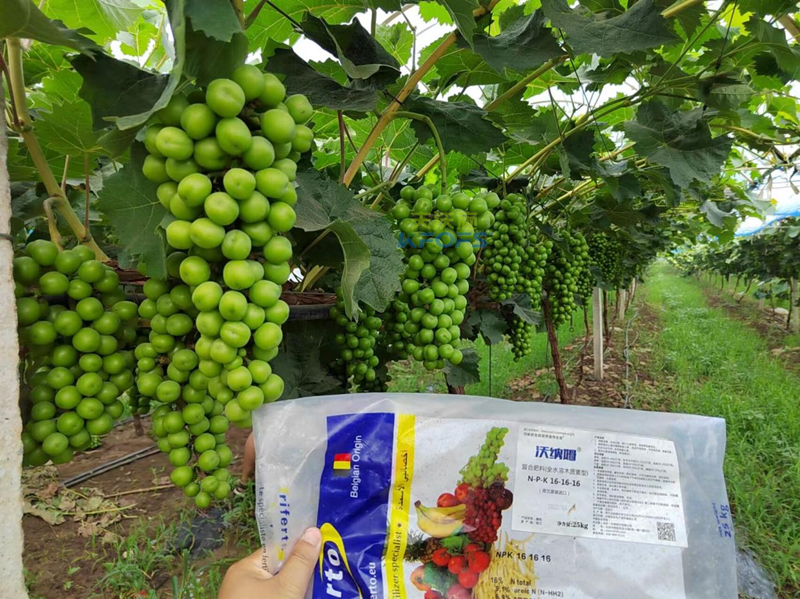 陽(yáng)光玫瑰葡萄秋施基肥怎么施？