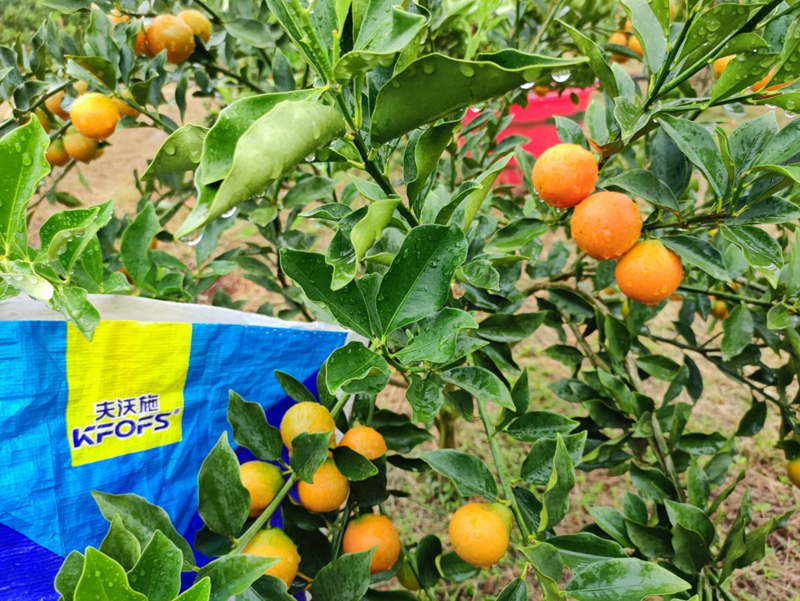 顆粒水溶肥用在金桔上效果怎么樣？