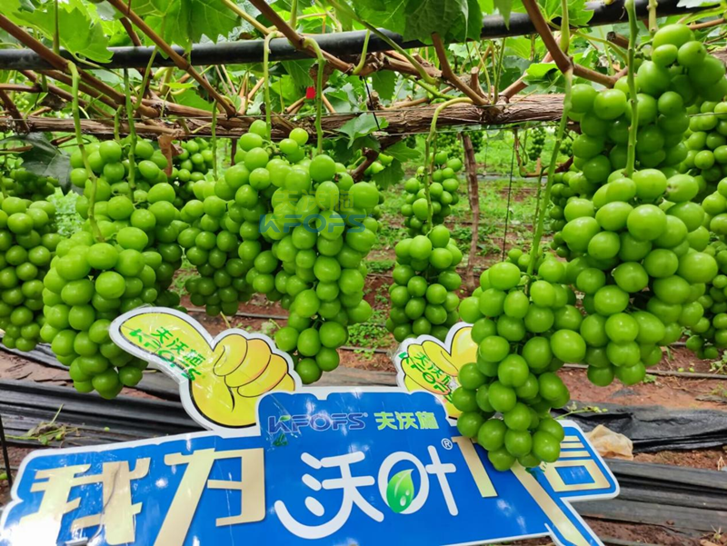 陽(yáng)光玫瑰葡萄用什么肥料好？