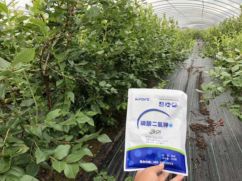 磷酸二氫鉀怎么用效果好？