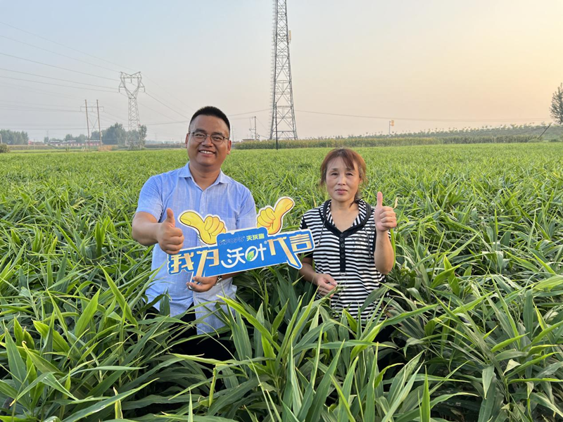 水溶肥哪家好？選擇秘訣告訴你