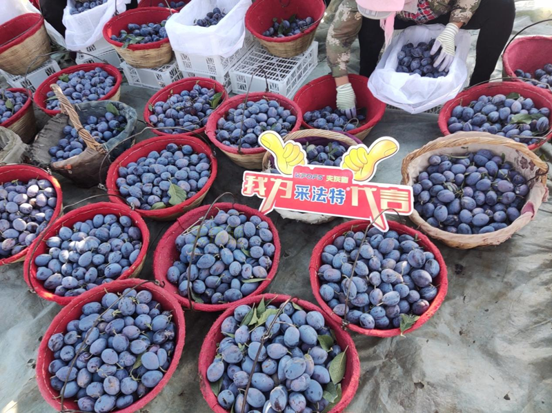 水溶肥選哪家？張大叔認(rèn)準(zhǔn)采法特