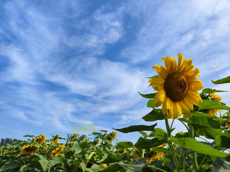 向日葵施肥用什么肥料？