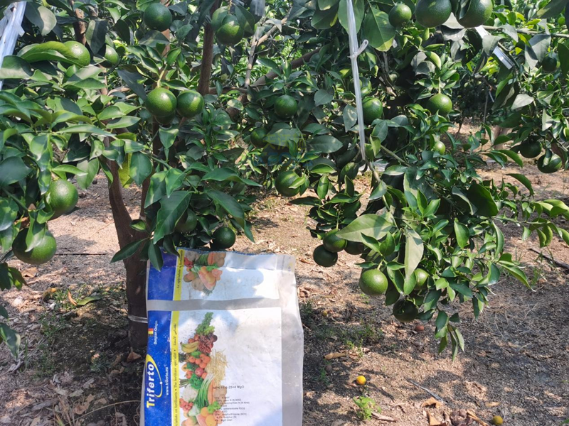 柑橘水溶肥選哪個(gè)？張大叔告訴你答案！