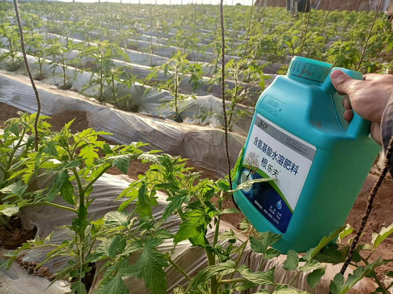 西紅柿施肥用什么肥料好？