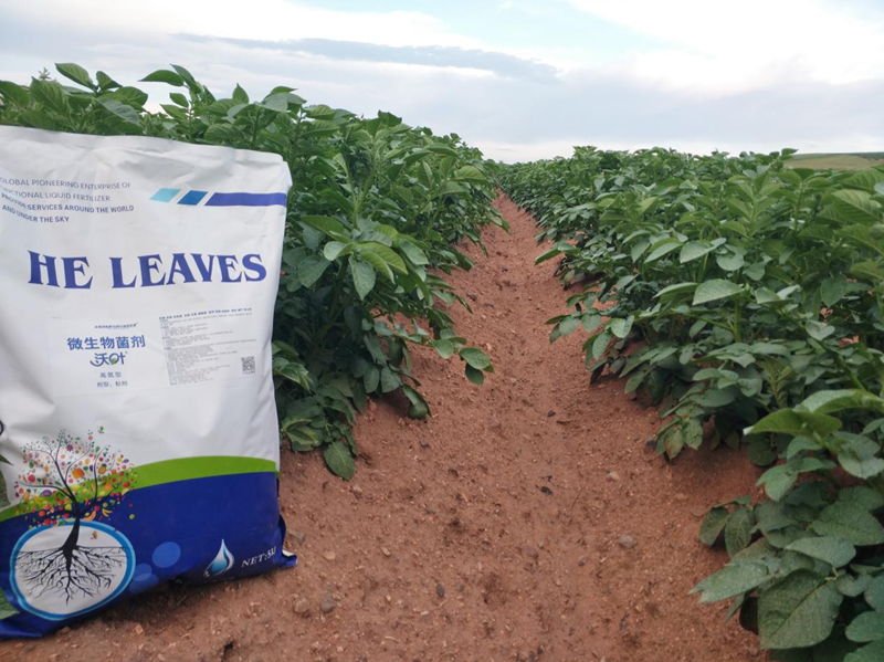 水溶肥用在土豆上效果怎么樣？