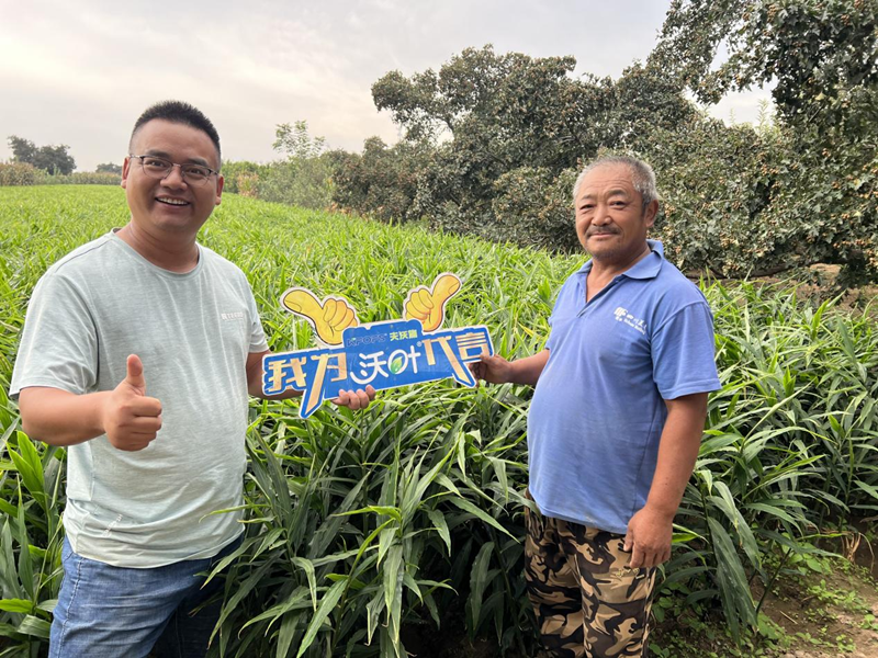 大姜用什么肥料產(chǎn)量高？