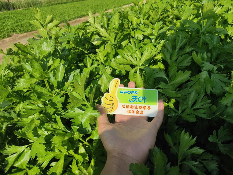 芹菜用什么水溶肥，張大叔更放心？