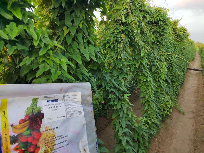 水溶肥用在山藥上效果好不好？