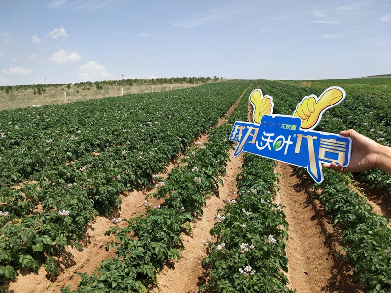 微生物菌肥哪家好？張大叔選沃葉