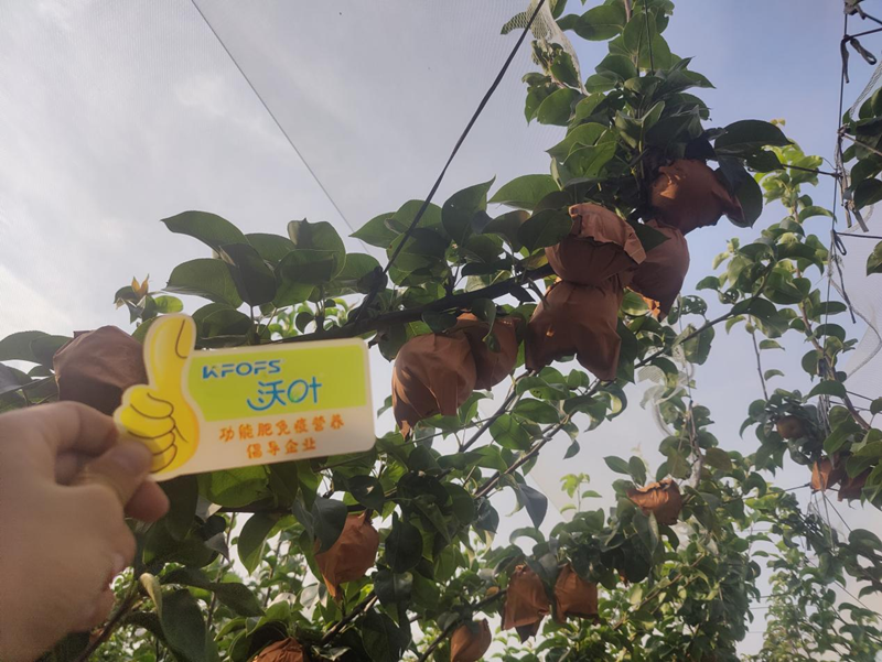 秋月梨施肥用哪款肥料好？張大叔選擇沃葉