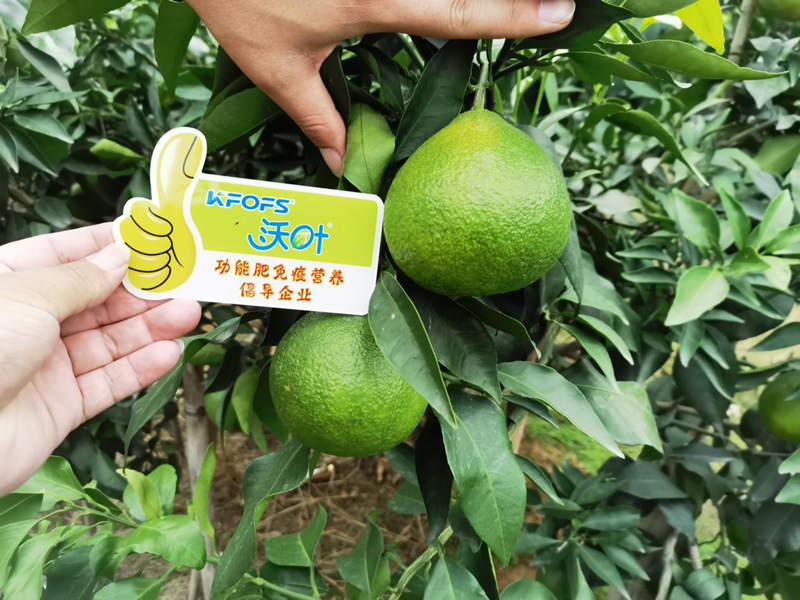 水溶肥選得好，柑橘產(chǎn)量少不了