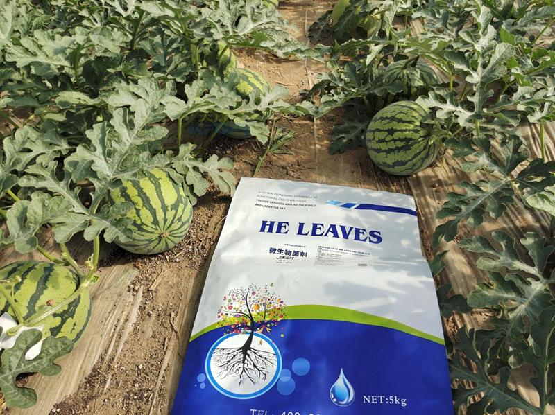 微生物菌劑為什么越來(lái)越受歡迎?