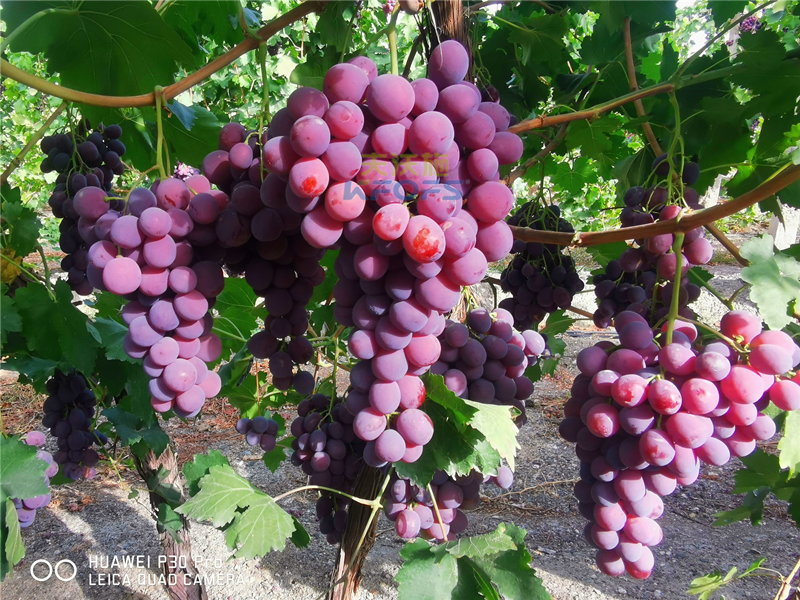 葡萄秋季施肥用什么肥料？附全套方案