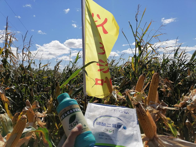 水溶肥用在玉米上，保質(zhì)又增產(chǎn)