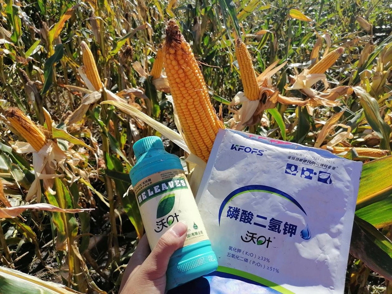 水溶肥用在玉米上，保質(zhì)又增產(chǎn)1.png