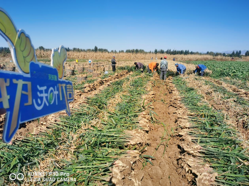 水溶肥用在大姜上效果怎么樣？