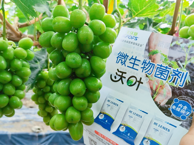 葡萄施肥用什么肥料-沃葉水溶肥1.png