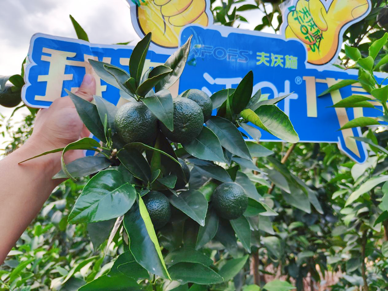 果樹用什么水溶肥效果好？他們認可這款