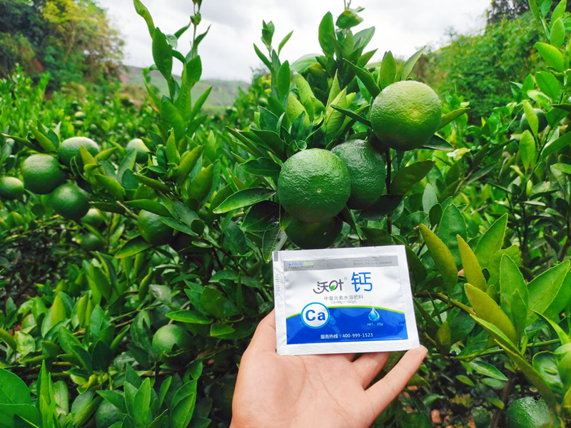 果樹(shù)用什么水溶肥效果好-沃葉鈣肥1.png