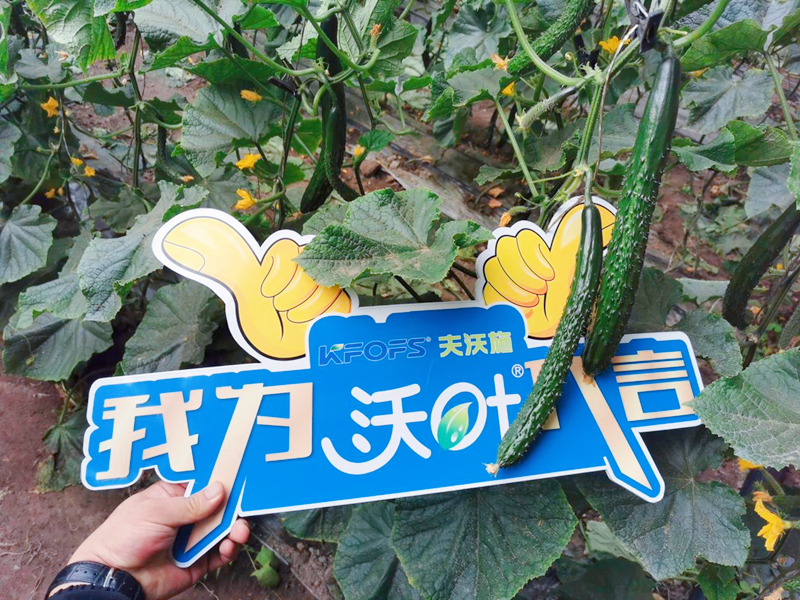 水溶肥效果怎么樣？