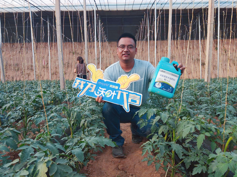 生根劑怎么用？西紅柿高產(chǎn)又提質(zhì)