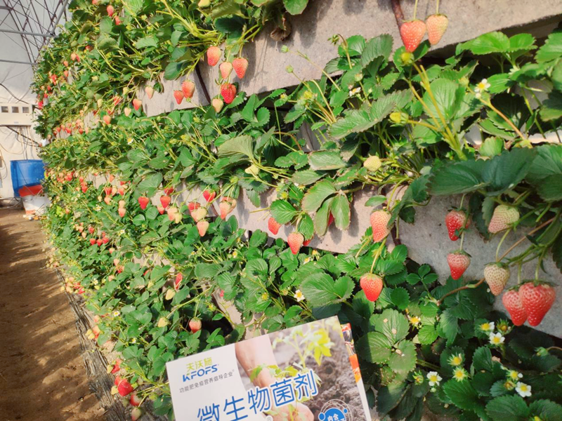 微生物菌劑用在草莓上效果怎么樣？