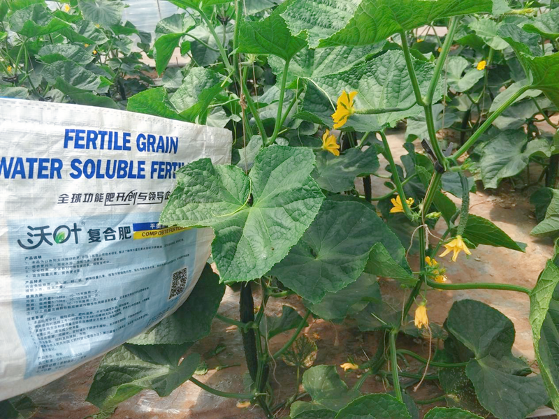 顆粒水溶肥有什么特點？