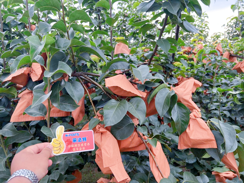 果樹掛果后施什么肥？