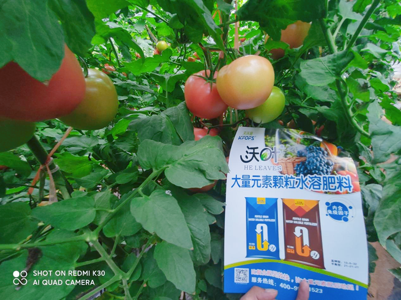 種西紅柿需要什么肥料好-沃葉水溶肥.png