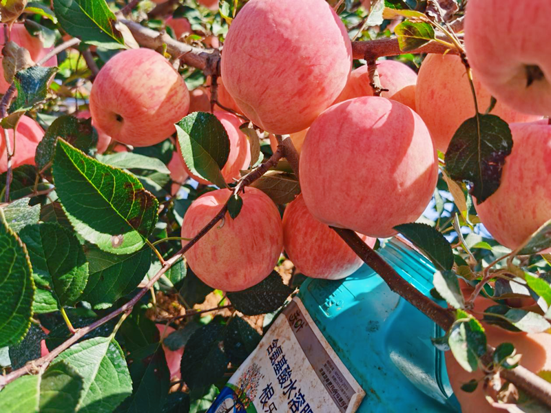 生根劑怎么選？