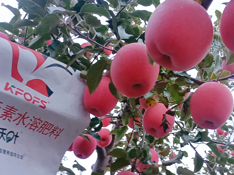 蘋(píng)果樹(shù)施什么肥料最好-沃葉水溶肥_副本.png
