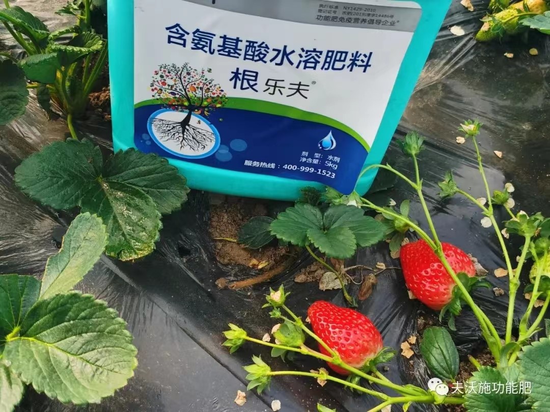 生根劑用在草莓上效果怎么樣？