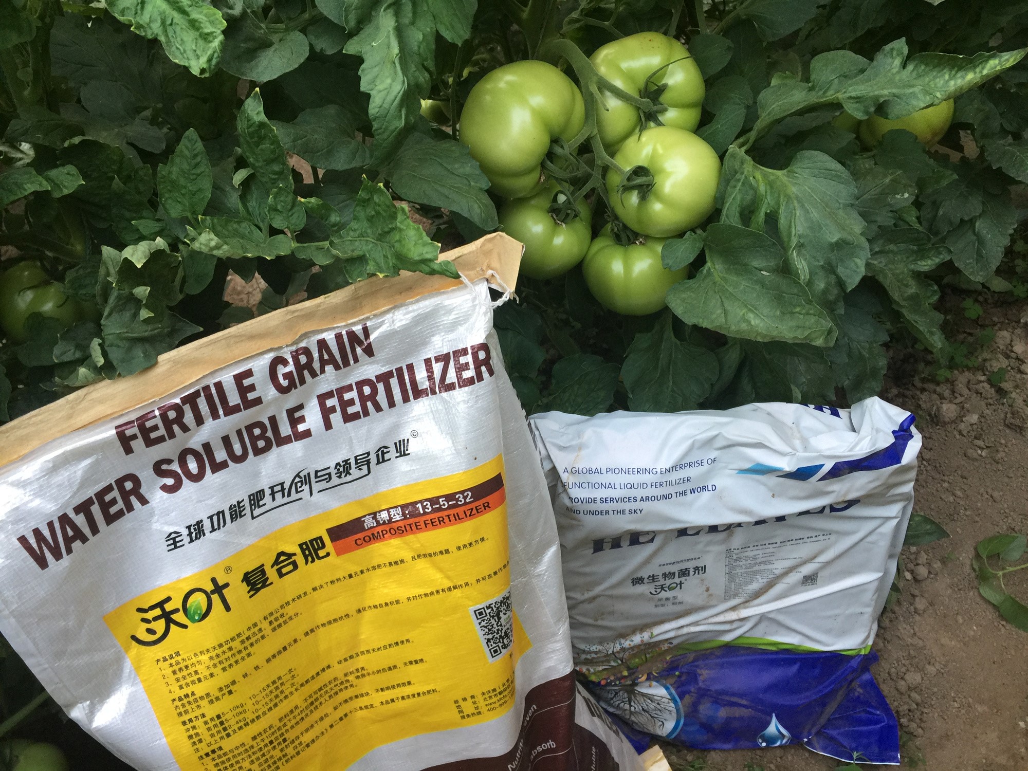 顆粒水溶肥，王大叔選沃葉