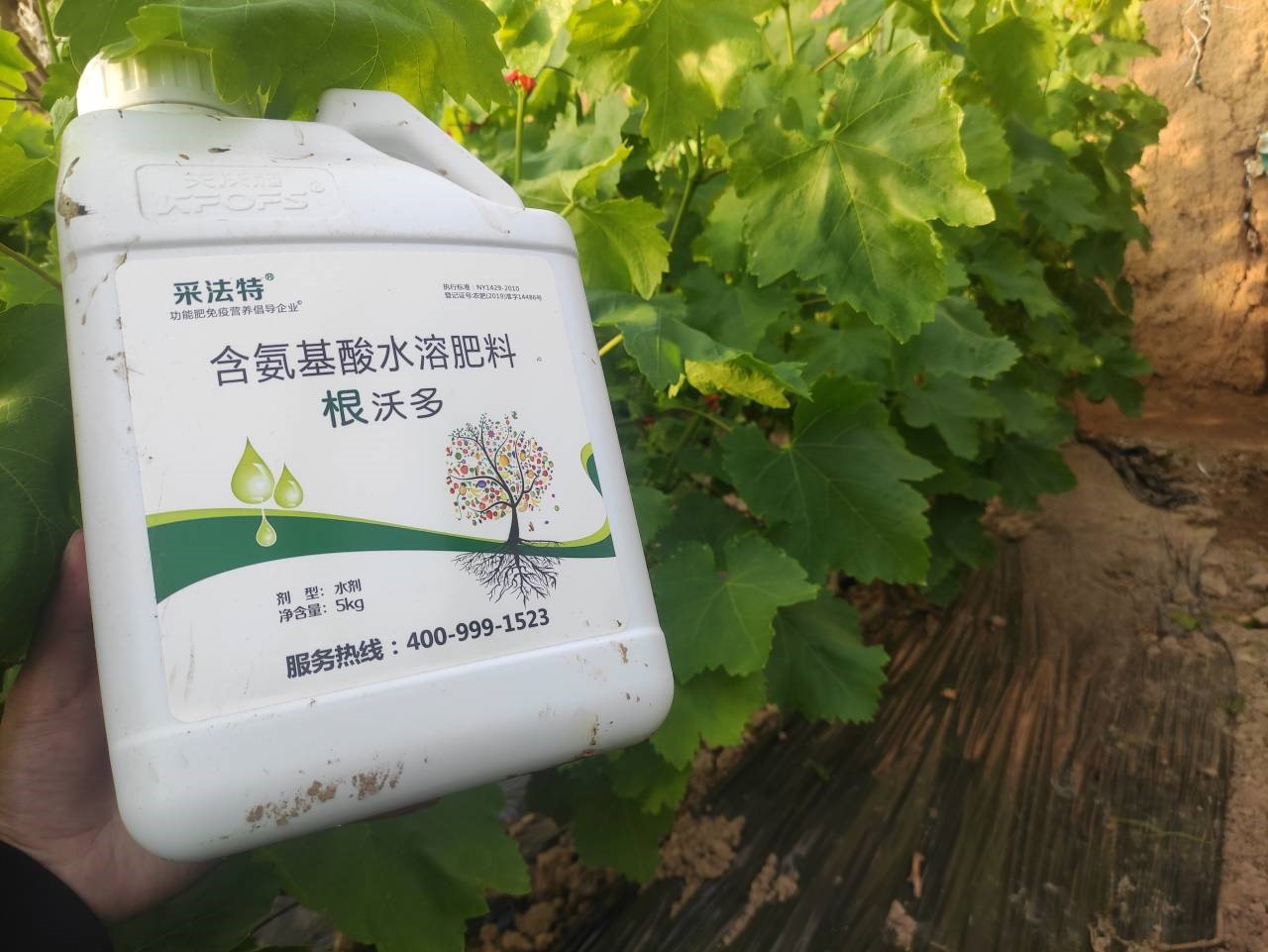 水溶肥選哪家？李總認可采法特