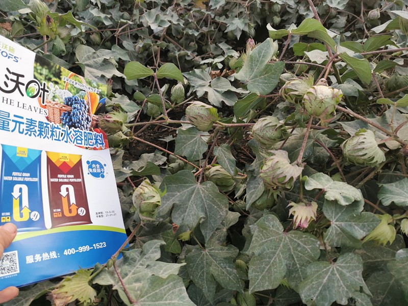 棉花各個時期如何施肥？來看高產(chǎn)技巧