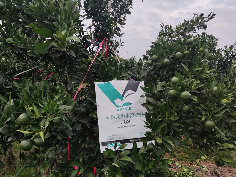 柑橘樹施什么肥最好？大量元素不可少