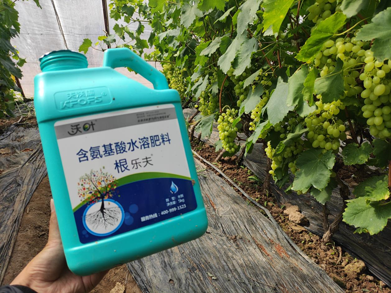 水溶肥選擇，要注意什么?