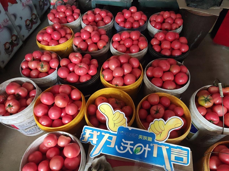 西紅柿結(jié)果后需要施什么肥料？附方案及案例