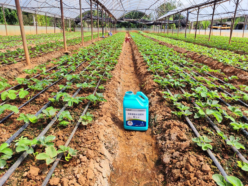 種草莓用什么肥料好-沃葉根樂(lè)夫.png