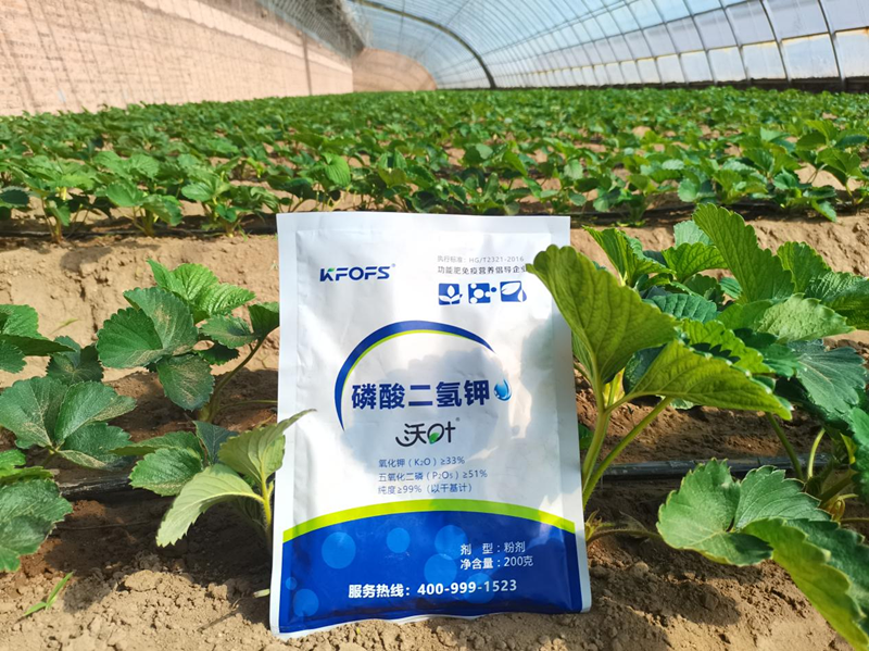 種草莓用什么肥料好-沃葉根樂(lè)夫1.png
